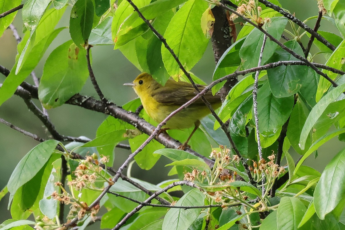 Northern Yellow Warbler - ML657545454