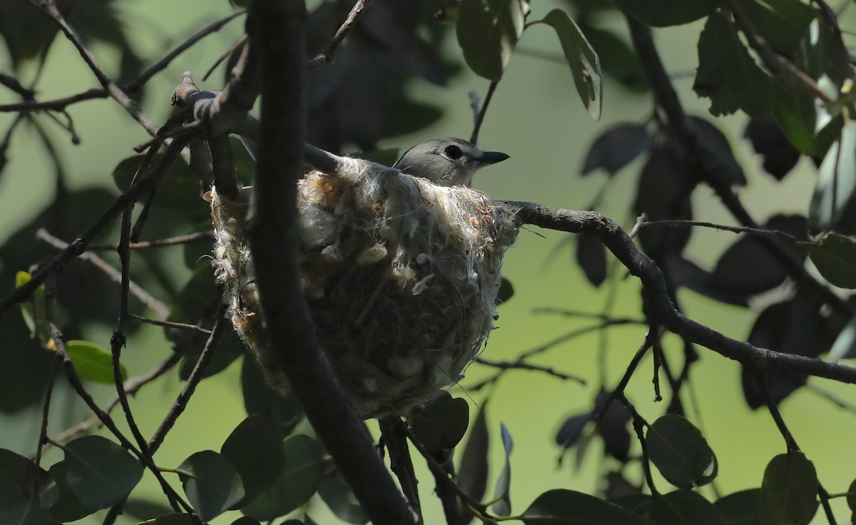 Cassin's Vireo - ML657545974