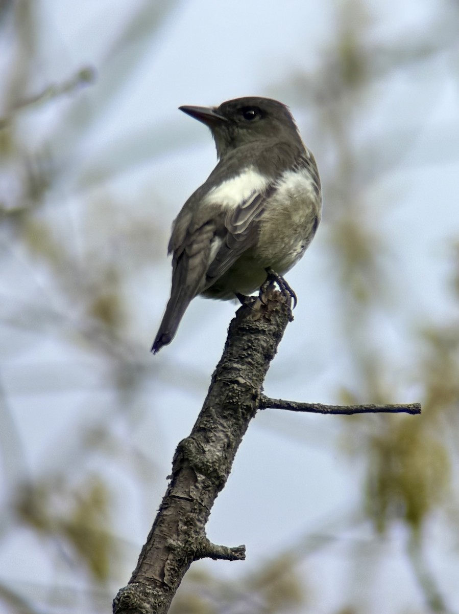 Olive-sided Flycatcher - ML657546988