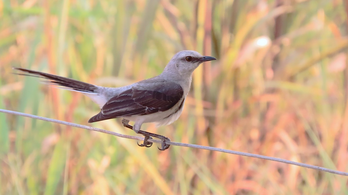 Tropical Mockingbird - ML657547004