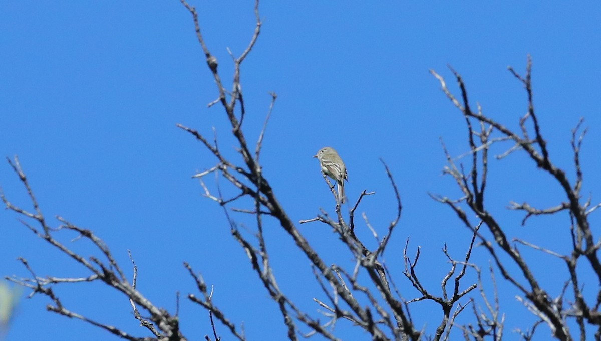 Dusky Flycatcher - ML657547119