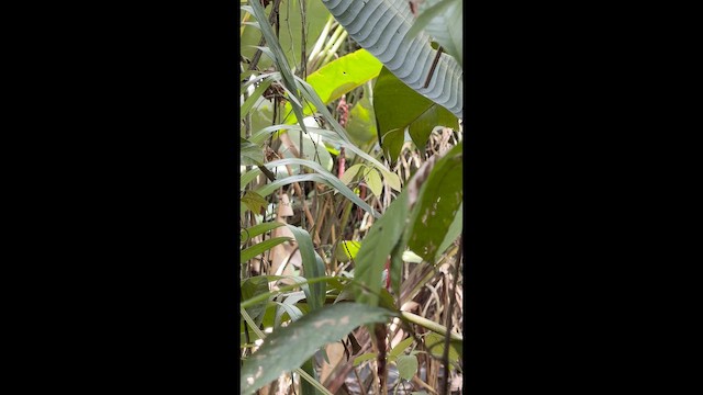 White-tailed Emerald - ML657547156