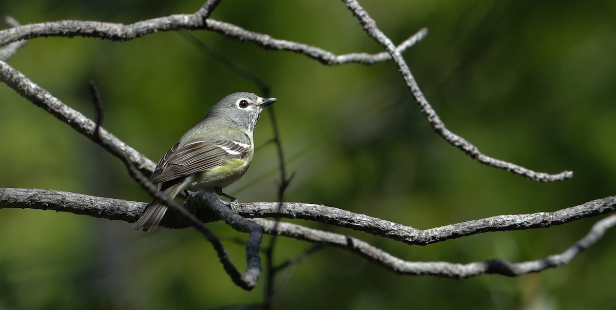 Cassin's Vireo - ML657547164