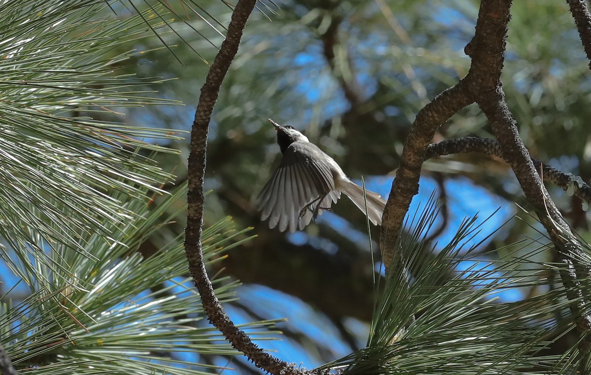 Mountain Chickadee - ML657547183