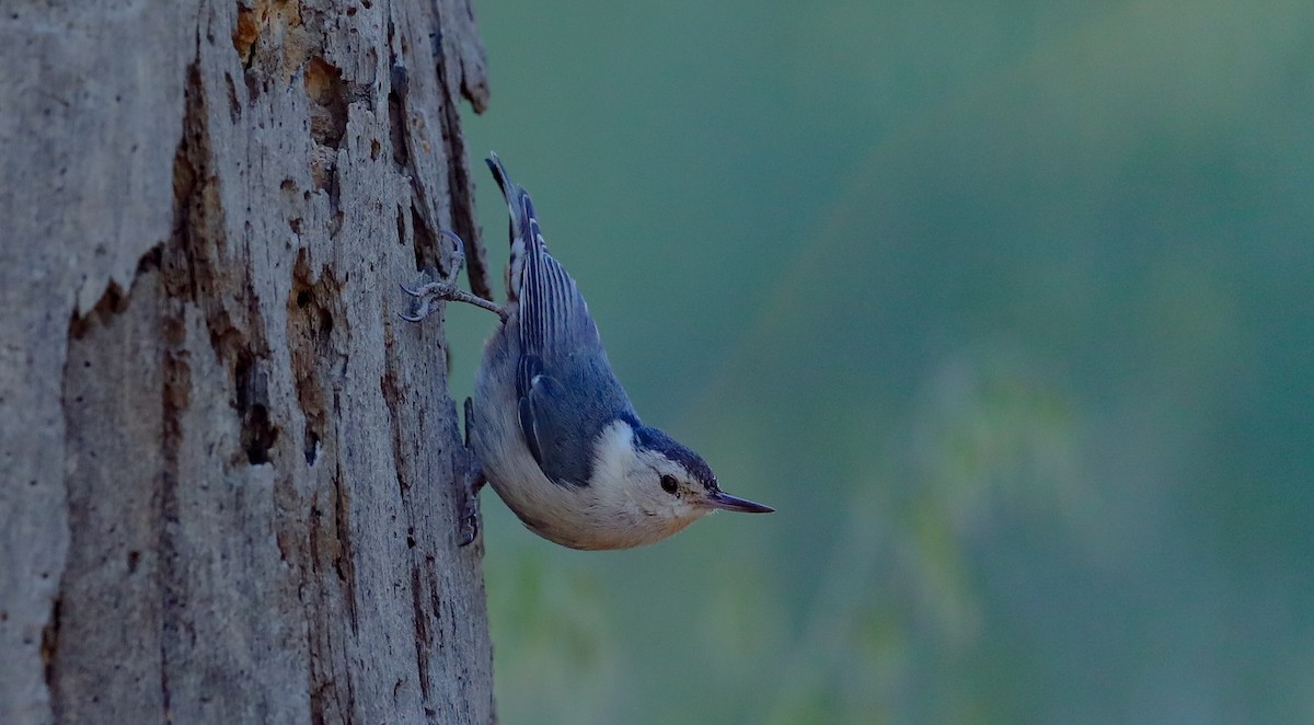 White-breasted Nuthatch (Pacific) - ML657547199