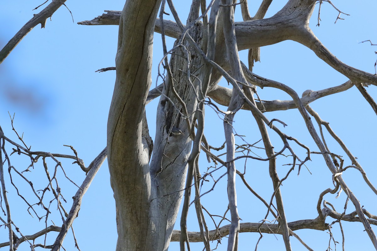 Pygmy Nuthatch - ML657547208