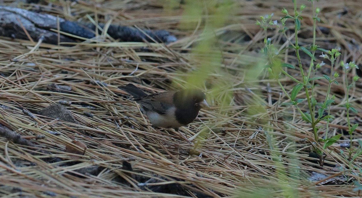 Dark-eyed Junco (Oregon) - ML657547232