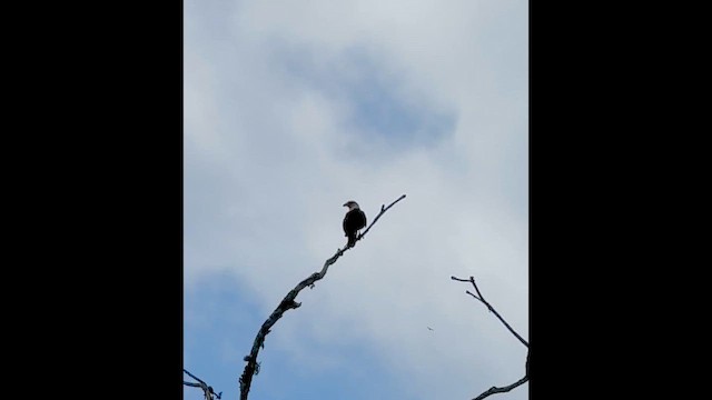 キバラカラカラ - ML657547453
