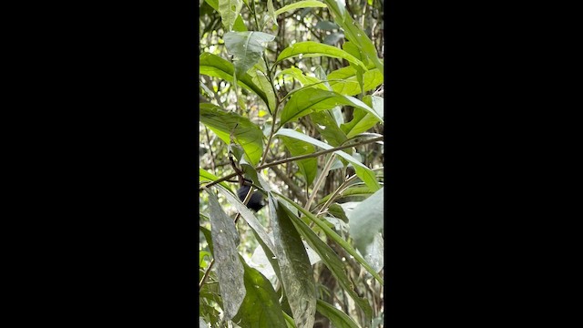 Black-hooded Antshrike - ML657547621