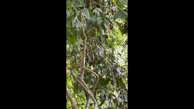 Riverside Wren - ML657547964