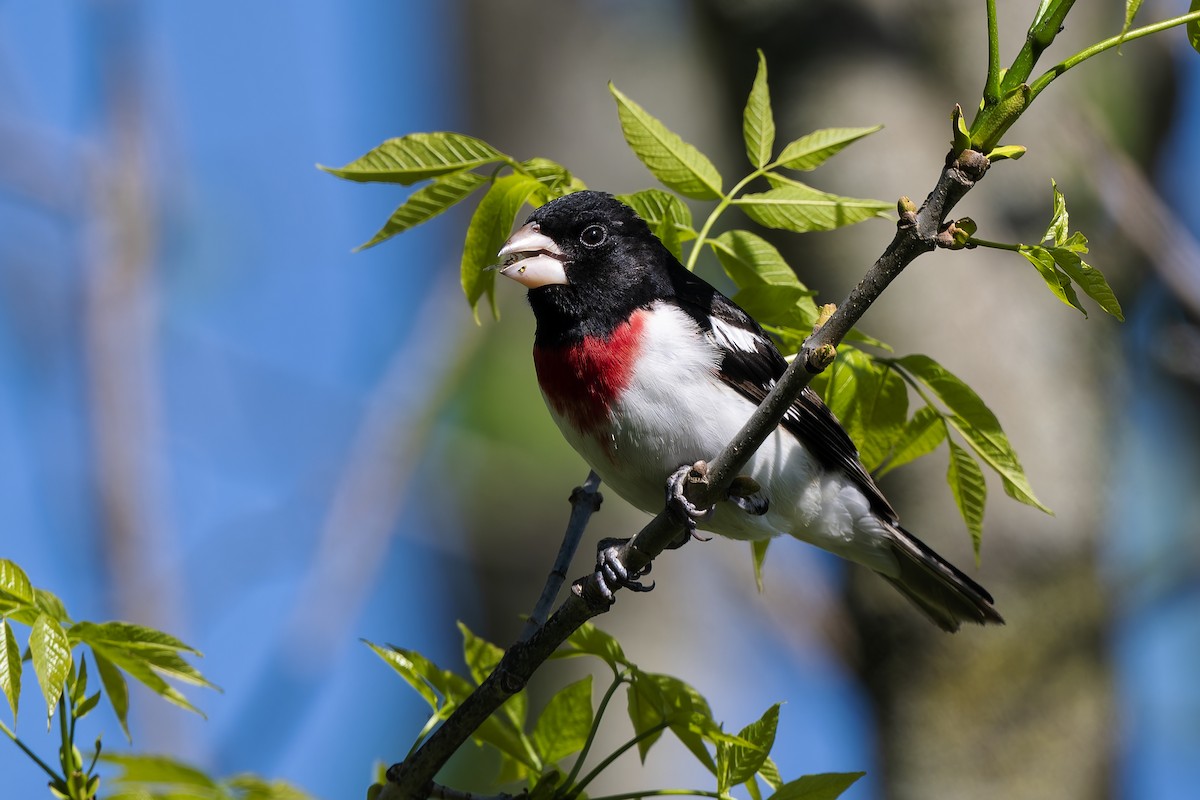 Rose-breasted Grosbeak - ML657548466