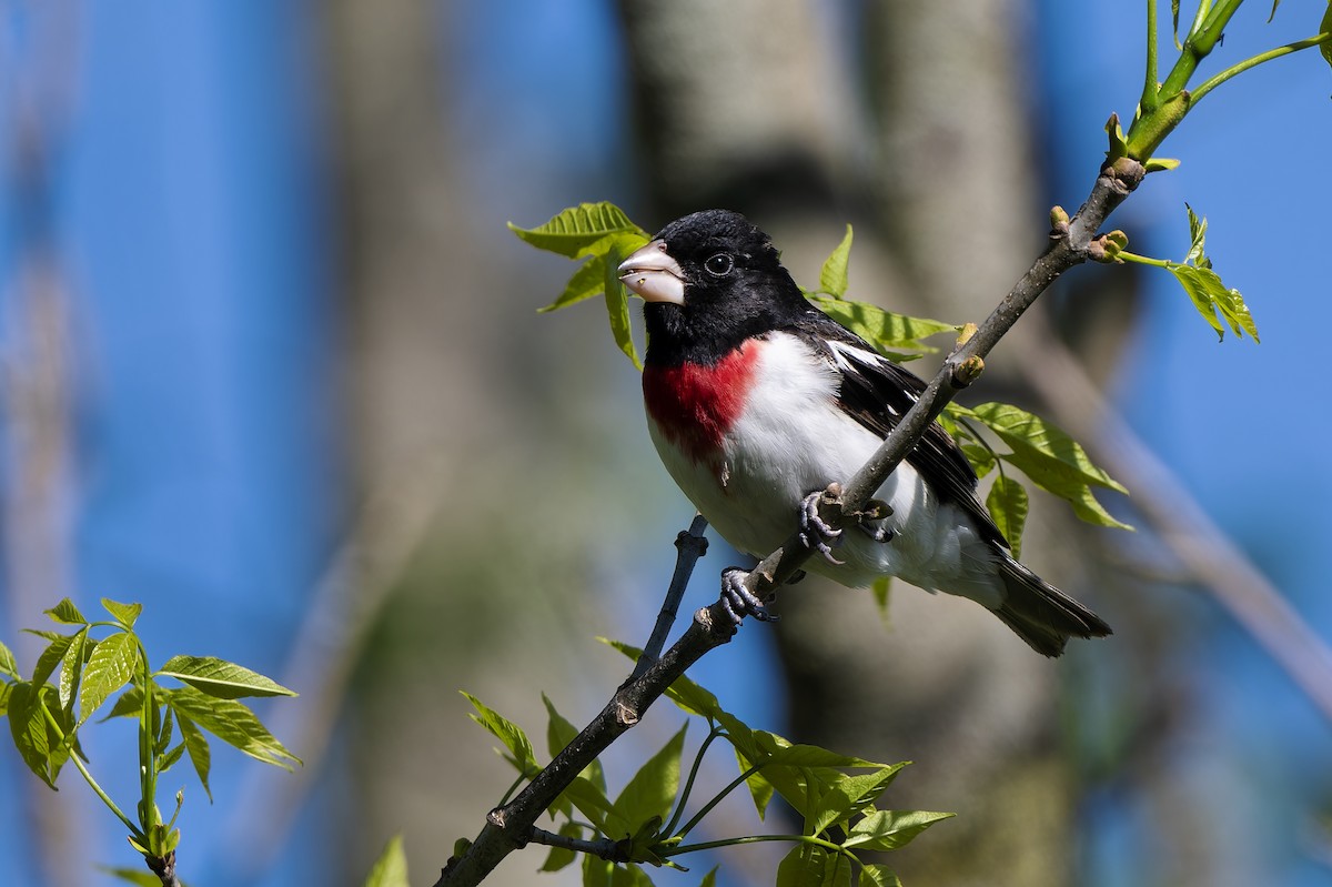 Rose-breasted Grosbeak - ML657548467