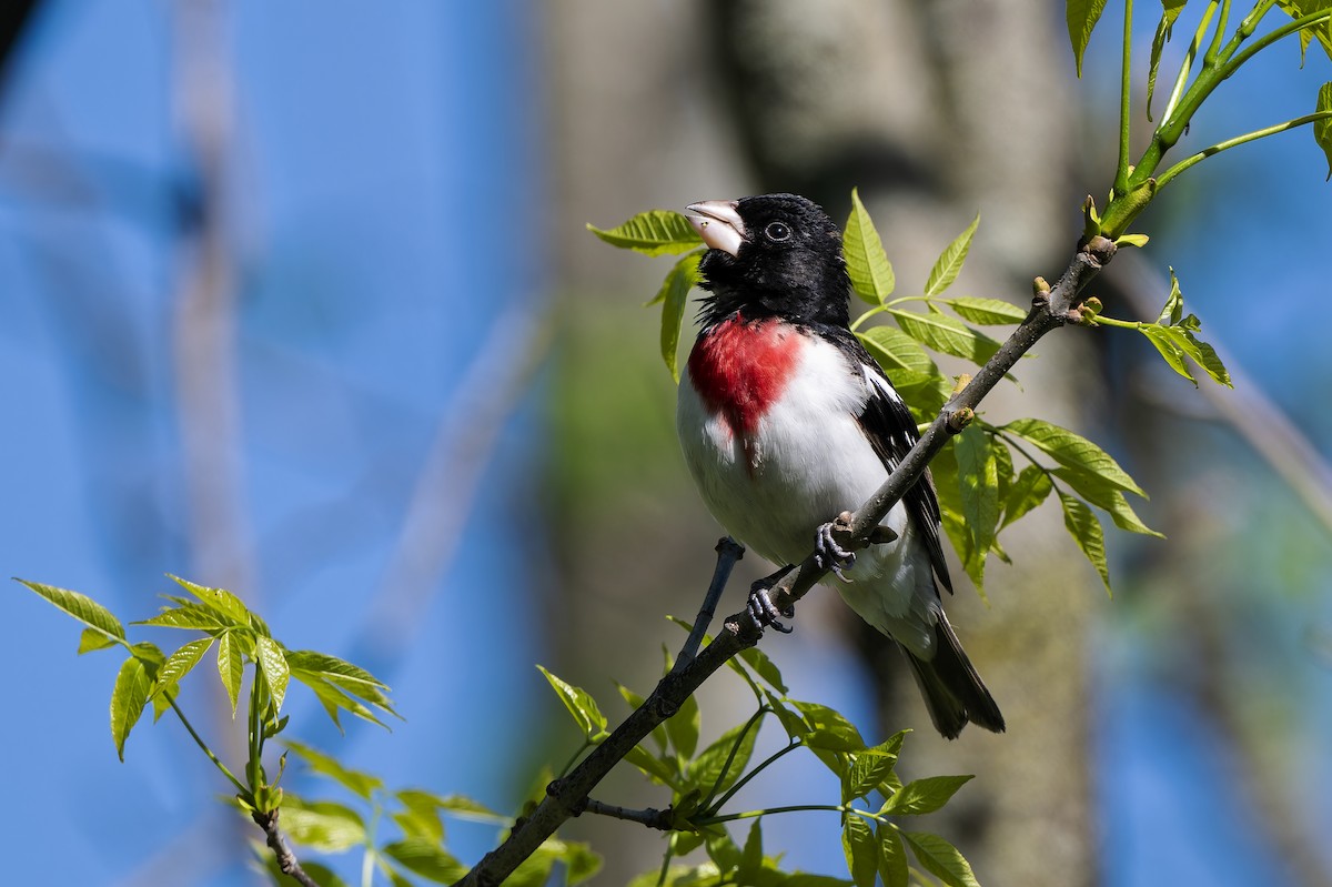 Rose-breasted Grosbeak - ML657548468
