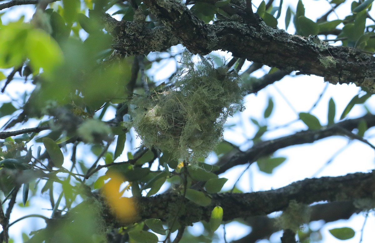 Hutton's Vireo - ML657549278
