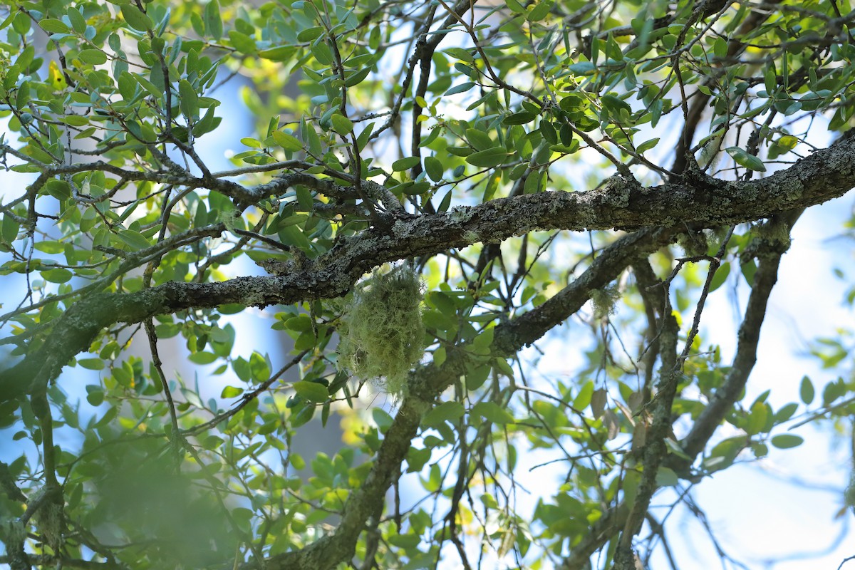 Hutton's Vireo - ML657549279