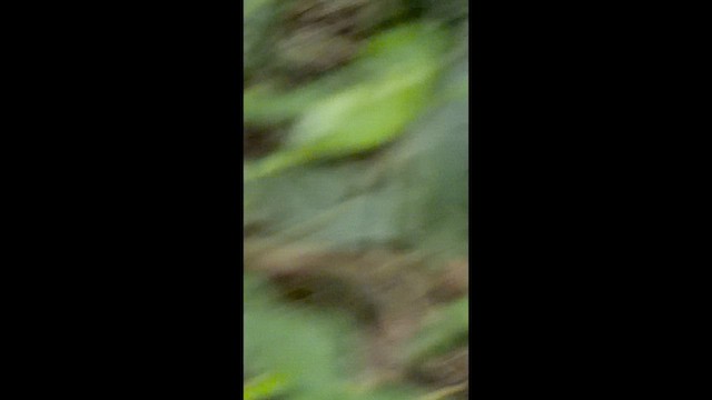 Golden-naped Woodpecker - ML657549843
