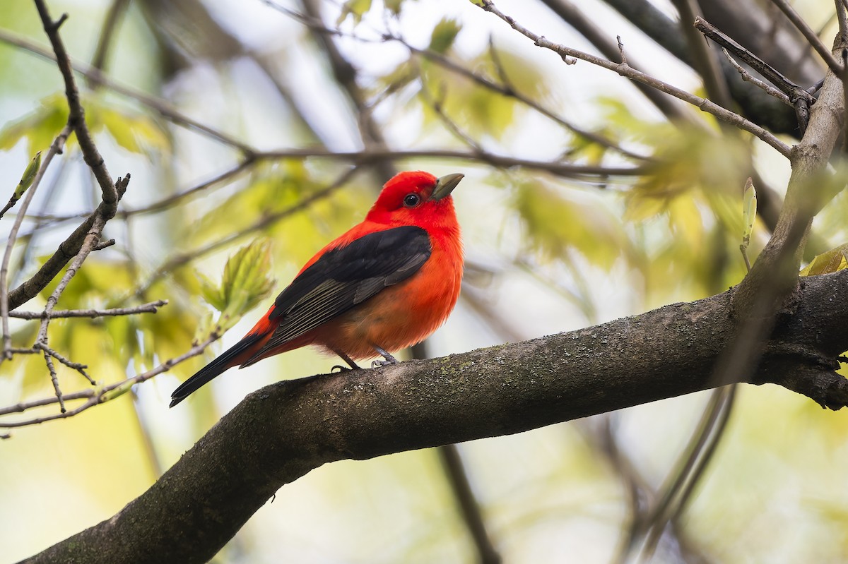 Scarlet Tanager - ML657550936