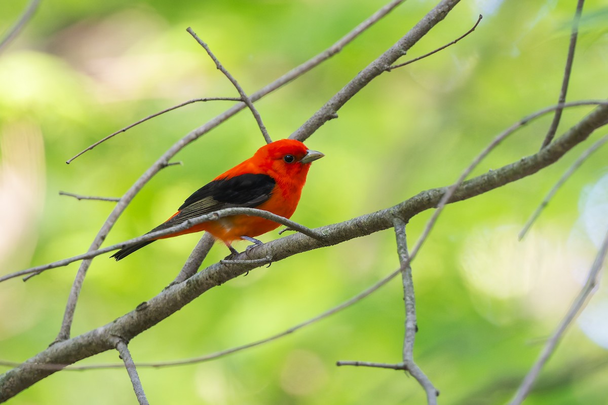 Scarlet Tanager - ML657550937