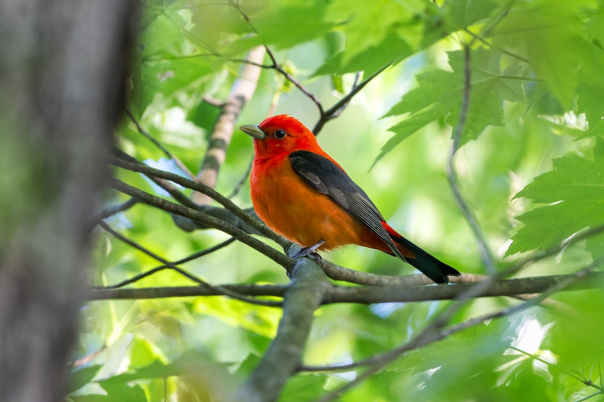Scarlet Tanager - ML657550938