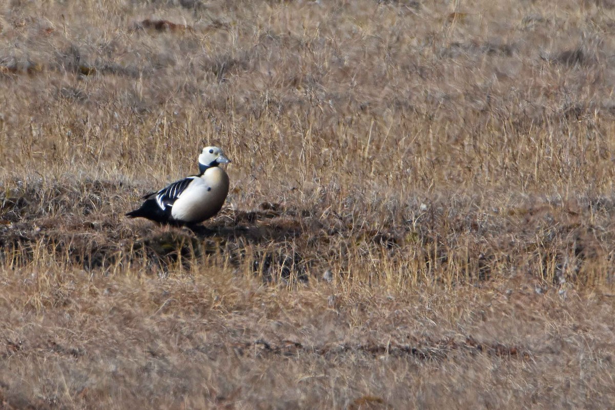 Steller's Eider - ML657551547