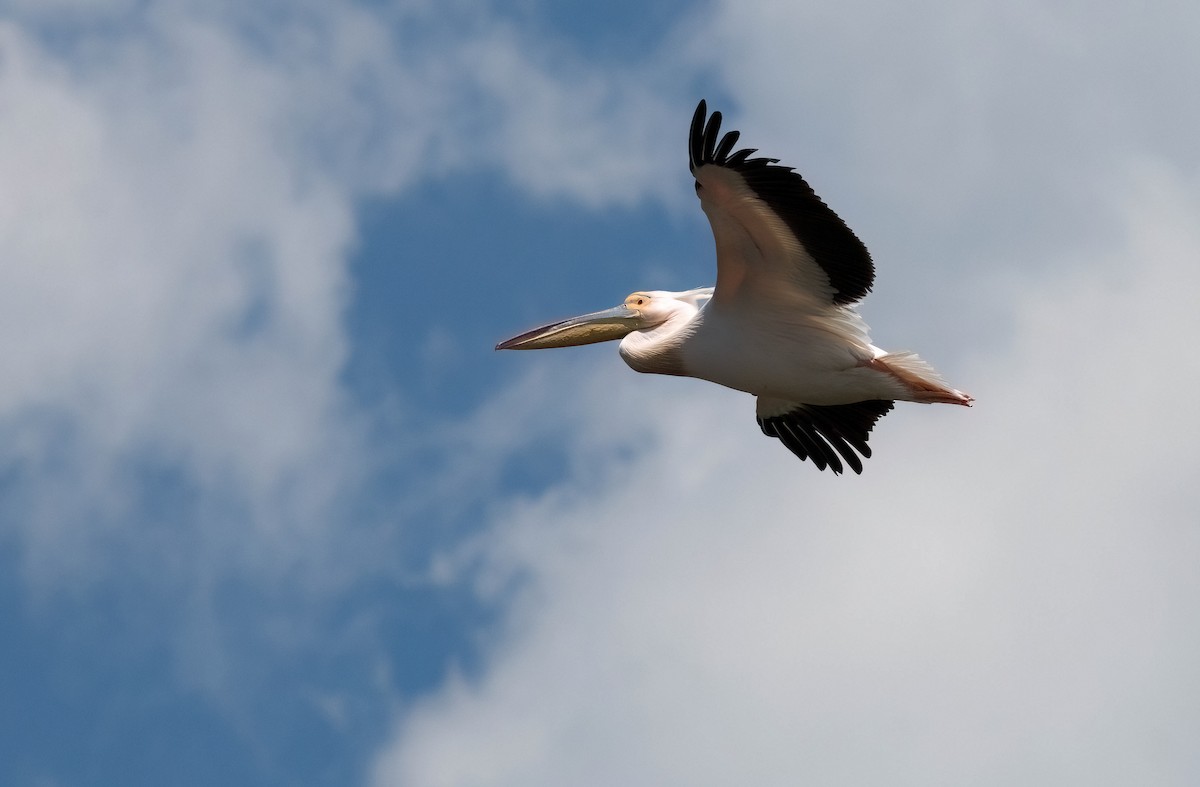 Great White Pelican - ML657551871