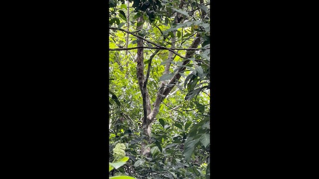 Pale-billed Woodpecker - ML657551907