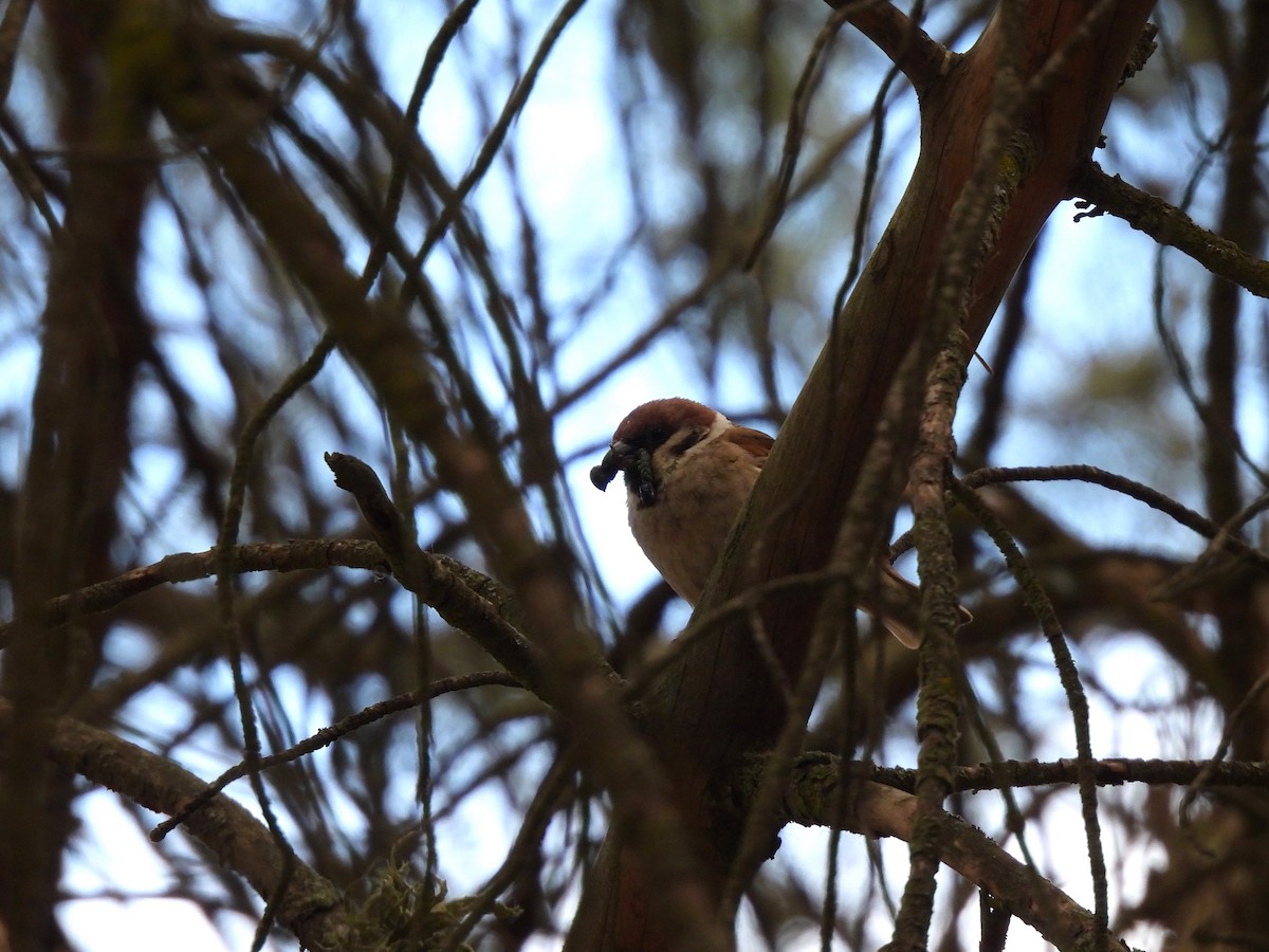 Eurasian Tree Sparrow - ML657551997