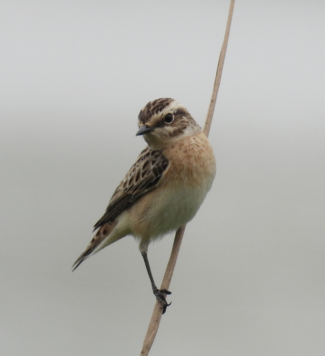 Whinchat - ML657552003