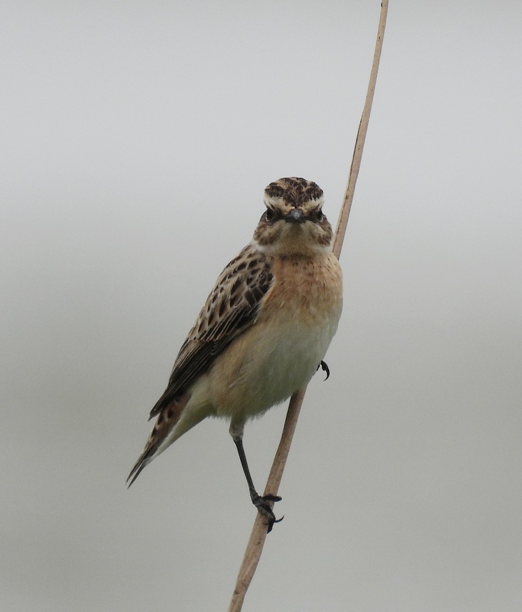 Whinchat - ML657552004