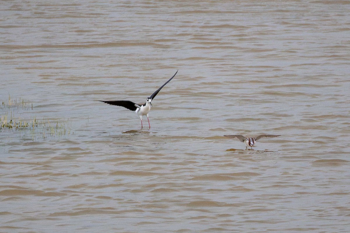 Black-necked Stilt - ML657552010