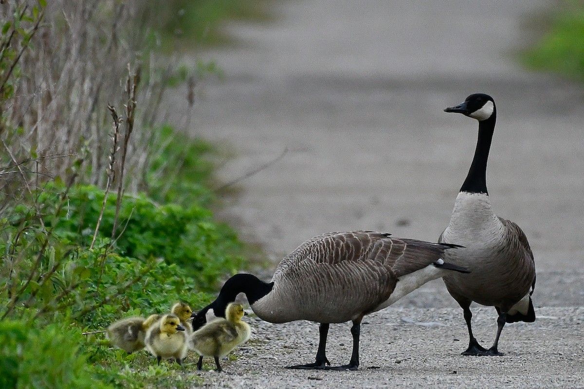 Canada Goose - ML657552014