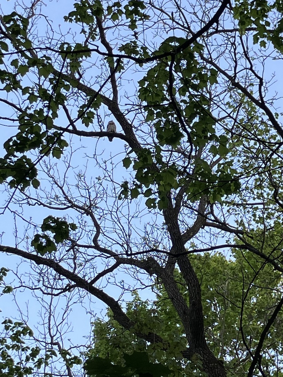 Great Horned Owl - ML657552015