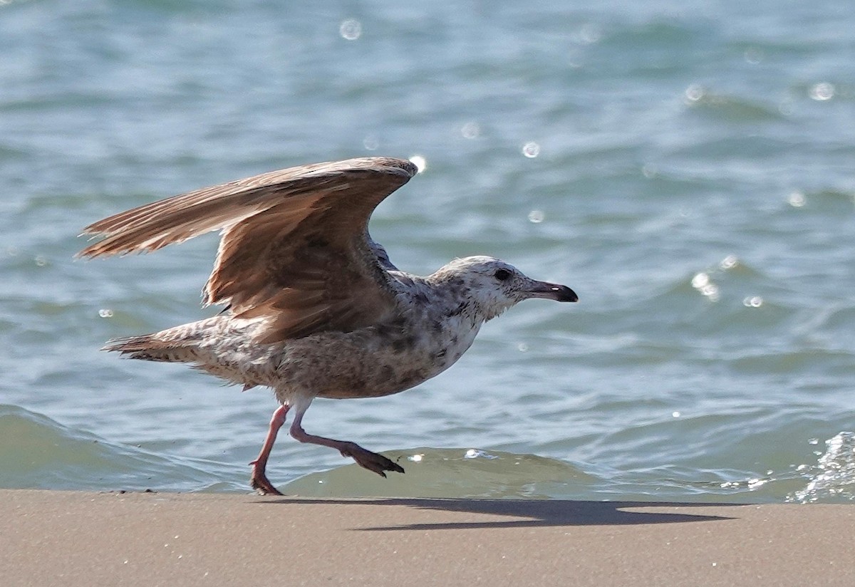 American Herring Gull - ML657552016