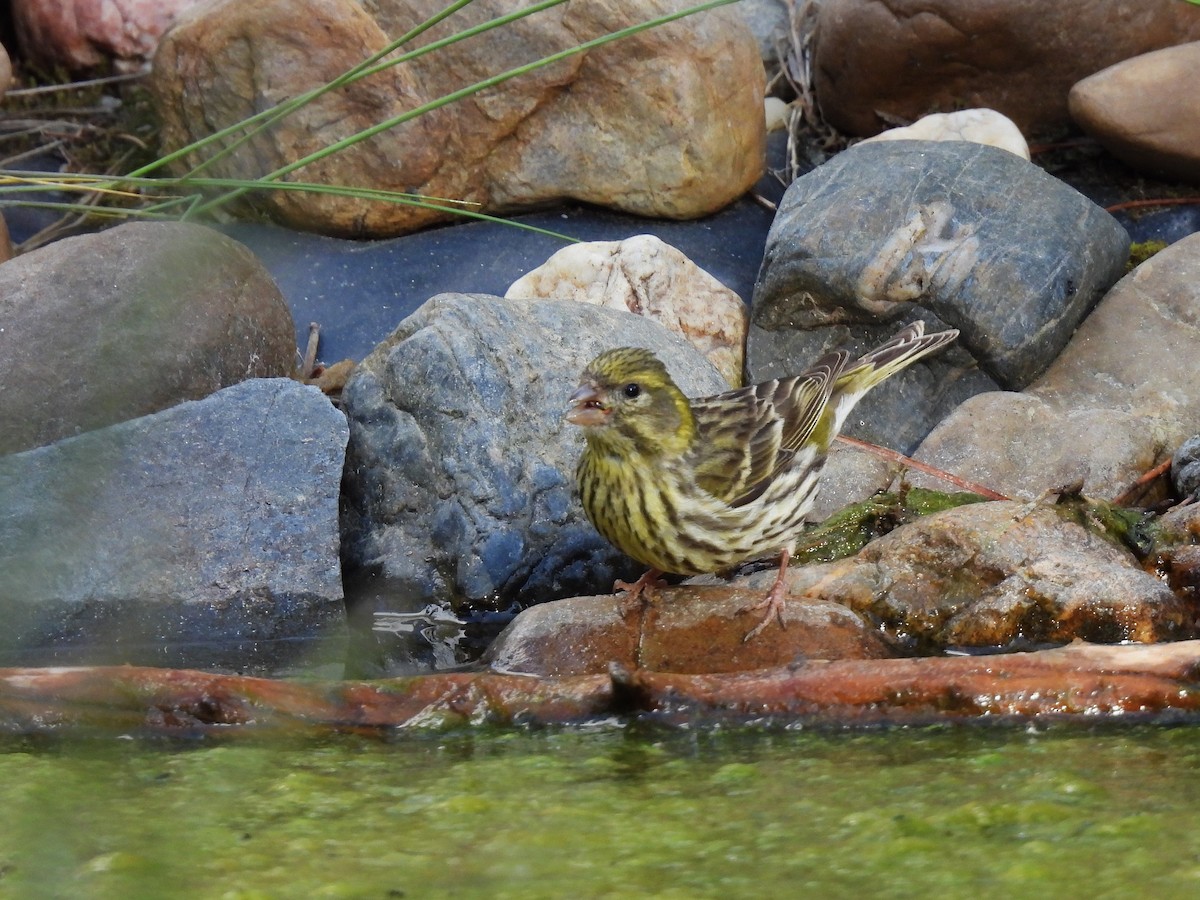 European Serin - ML657552018