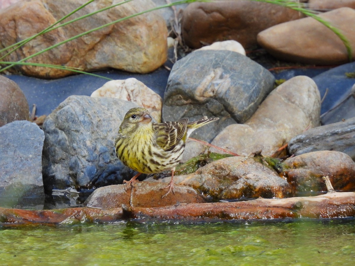 European Serin - ML657552019