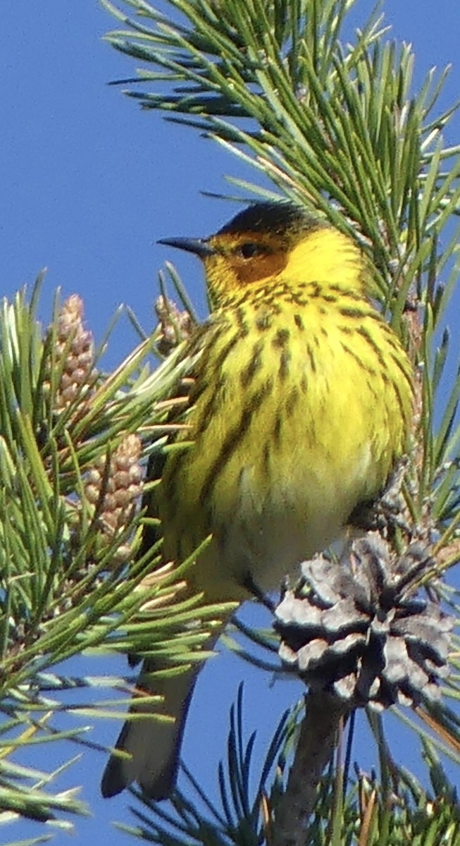 Cape May Warbler - ML657552020