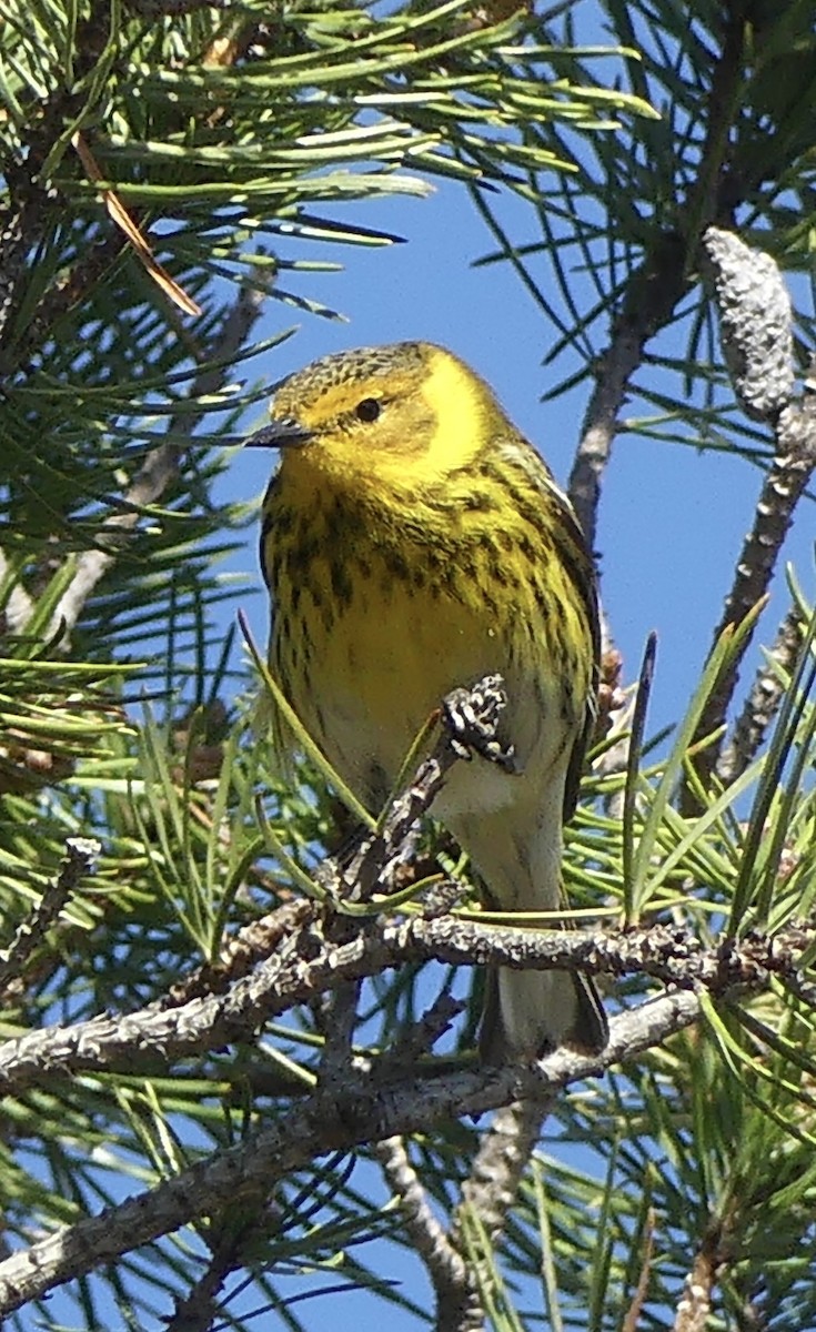 Cape May Warbler - ML657552021