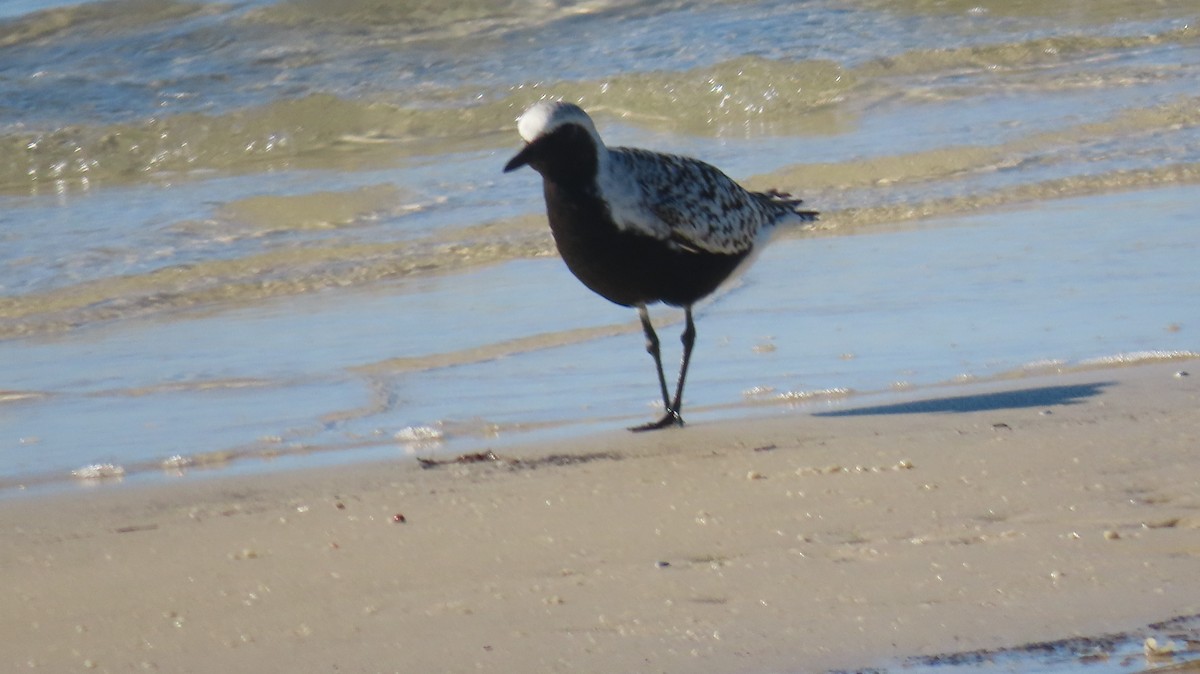 Black-bellied Plover - ML657552022