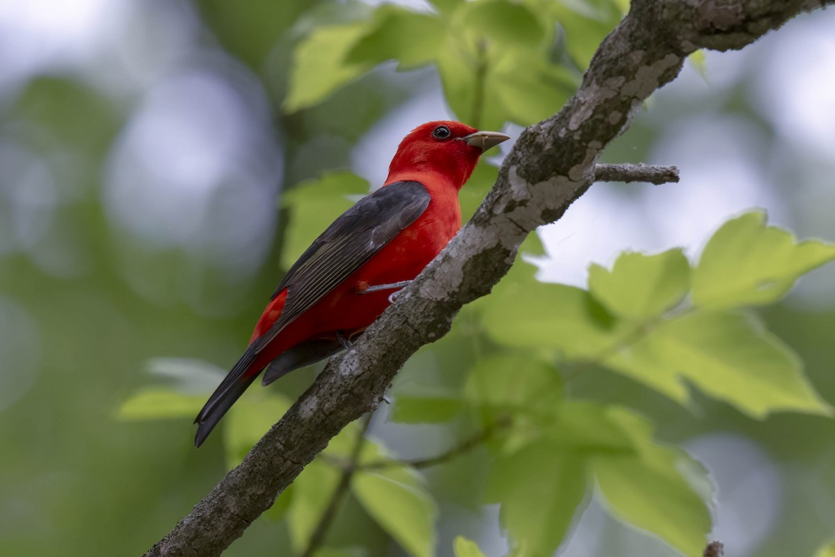Scarlet Tanager - ML657552023