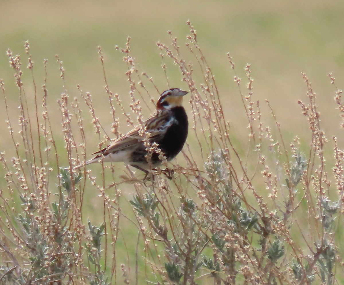 Chestnut-collared Longspur - ML657552024