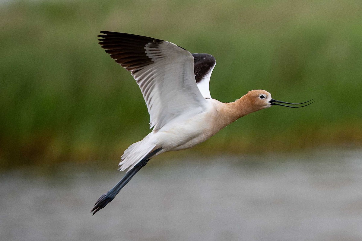 American Avocet - ML657552026