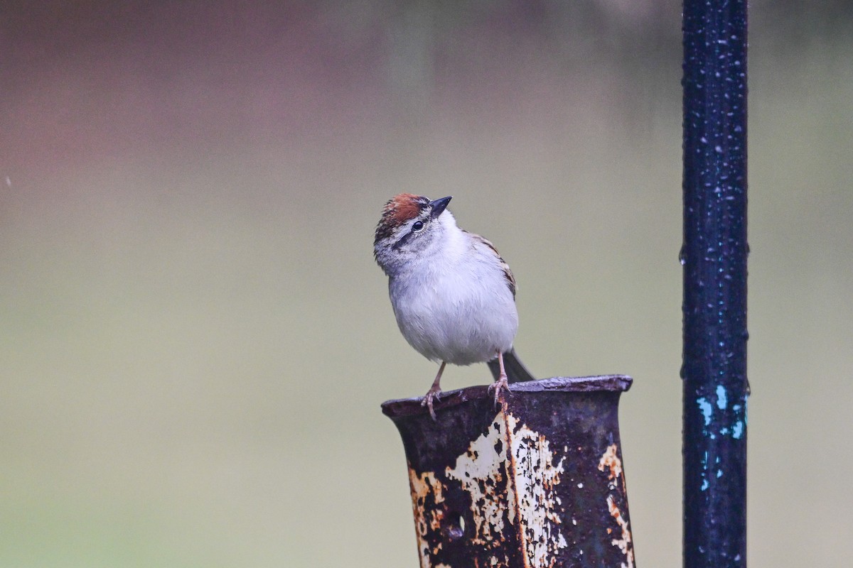 Chipping Sparrow - ML657552030