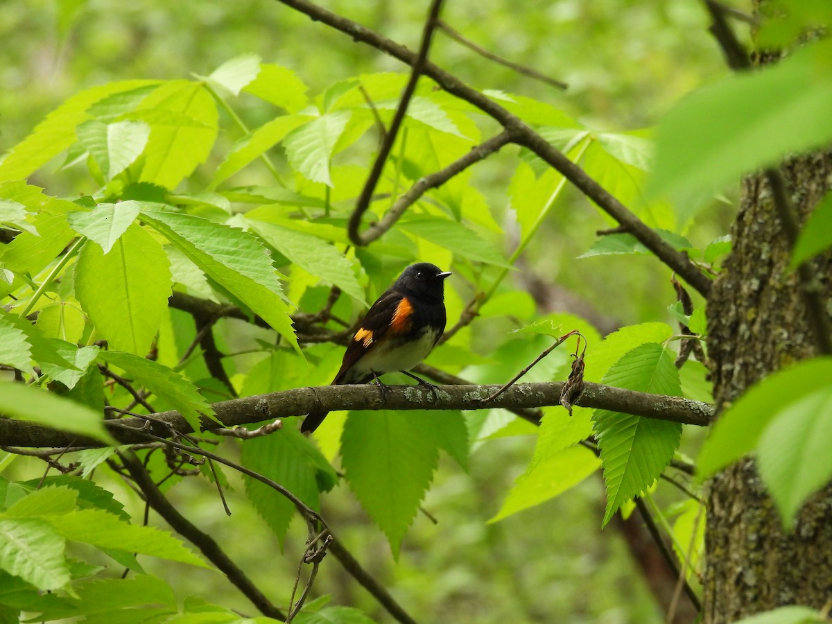 American Redstart - ML657552031
