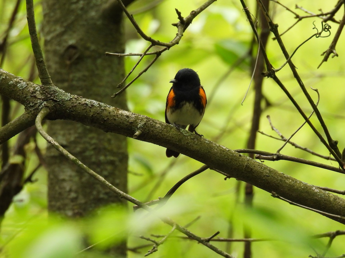 American Redstart - ML657552032