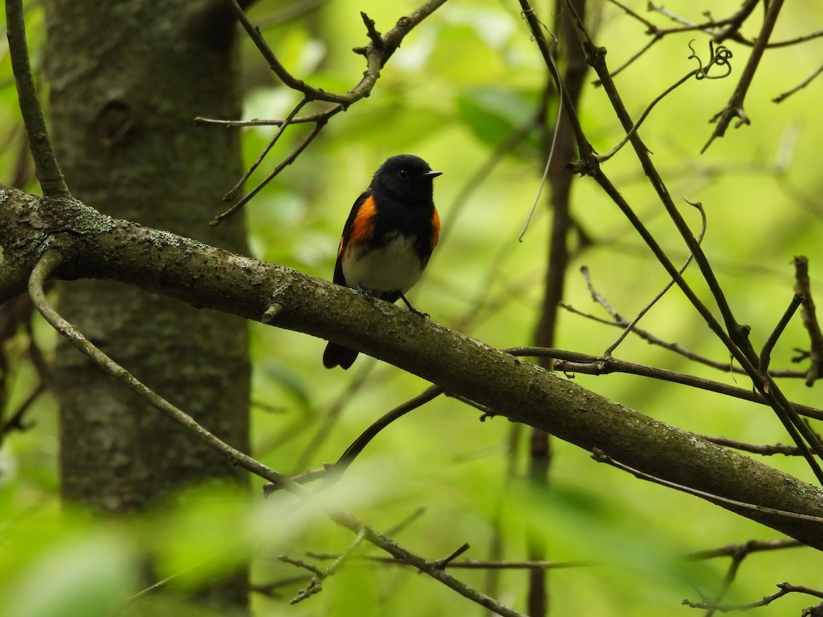 American Redstart - ML657552033