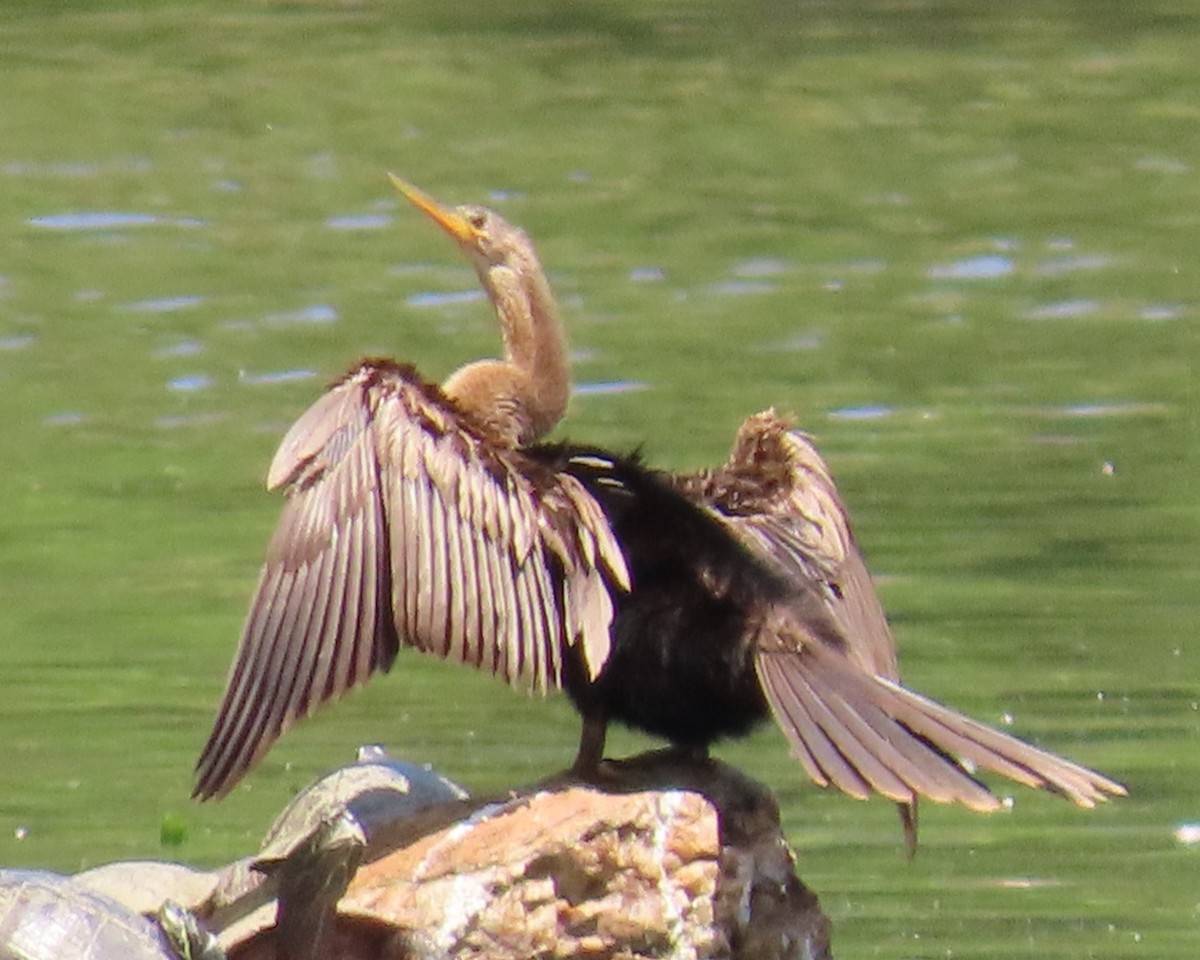 Anhinga - ML657552034