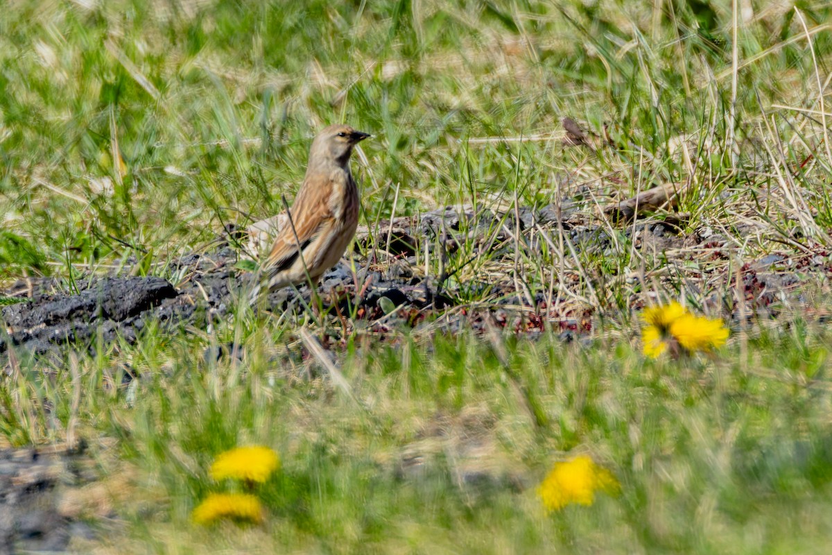 Eurasian Linnet - ML657552036