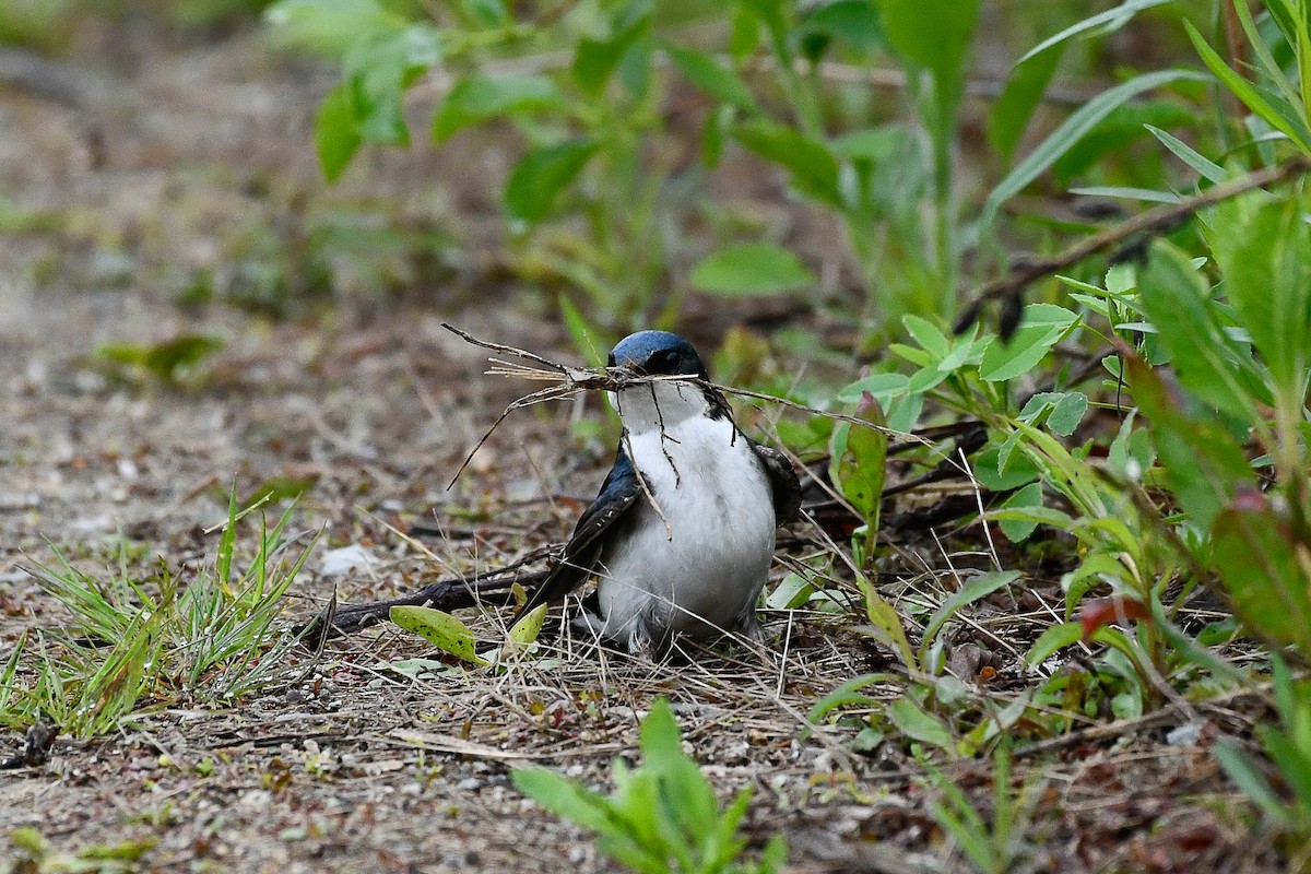 Tree Swallow - ML657552037