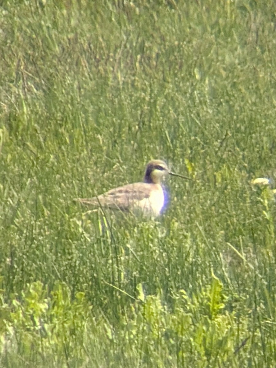 Wilson's Phalarope - ML657552038