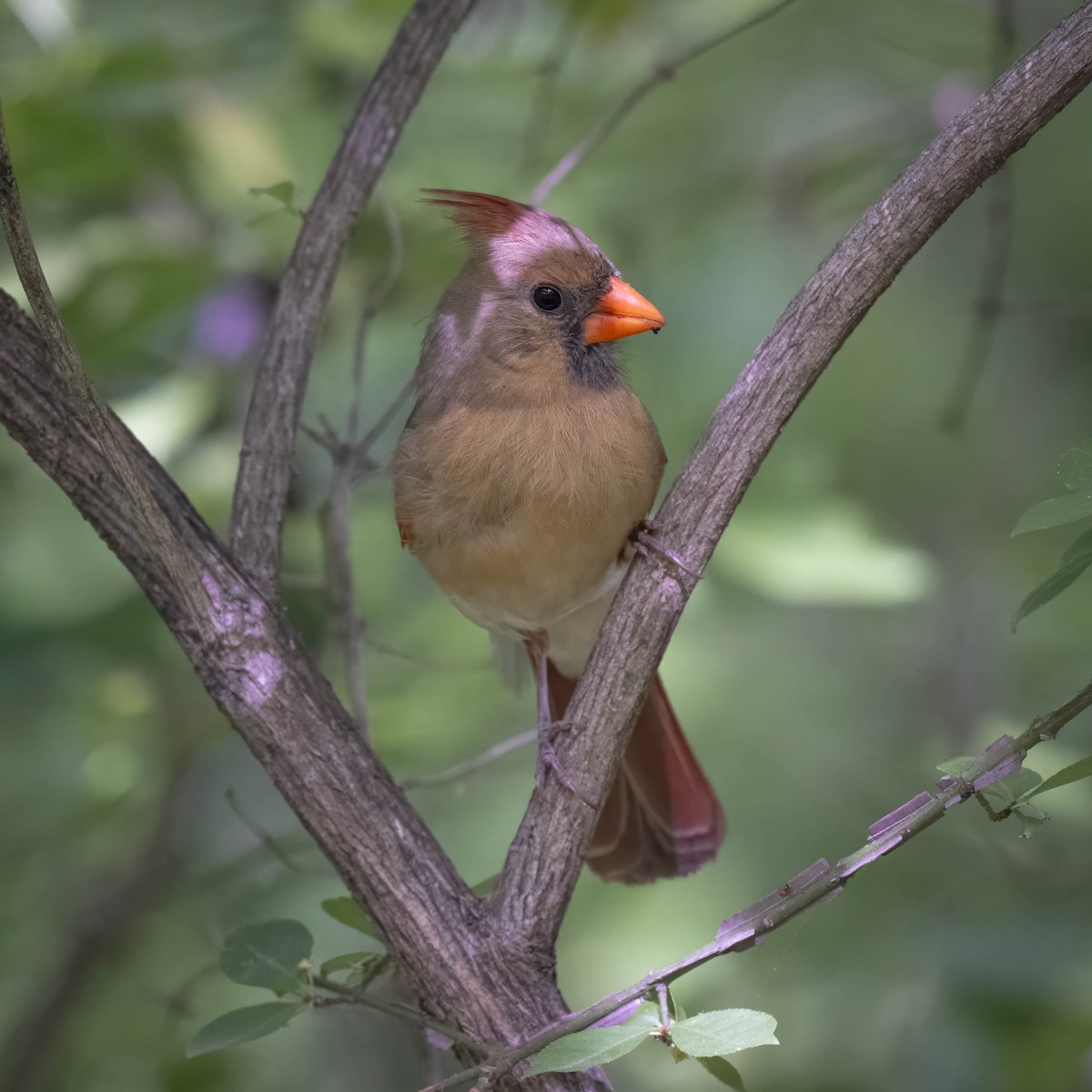 Northern Cardinal - ML657552039